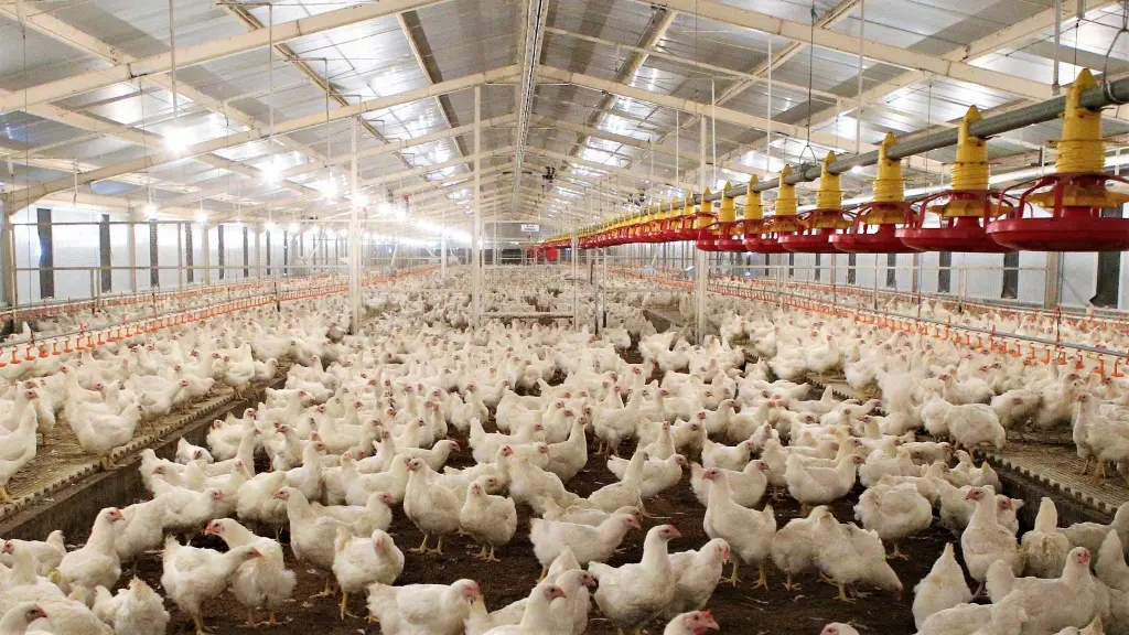 pemerintah tekan harga ayam