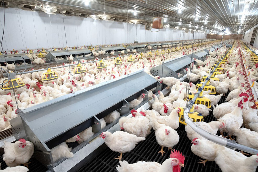 harga ayam broiler