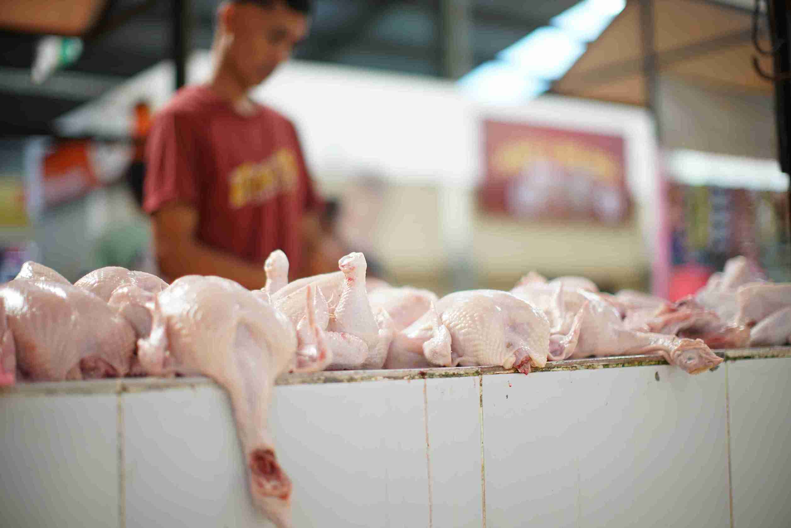 harga ayam dan pakan