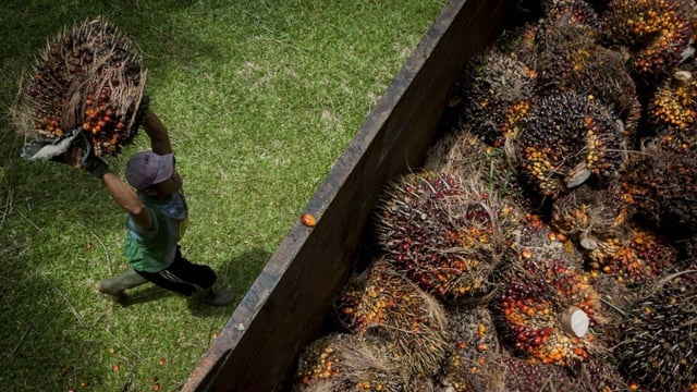 harga cpo meningkat