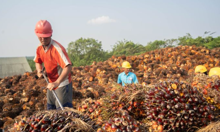 harga cpo naik