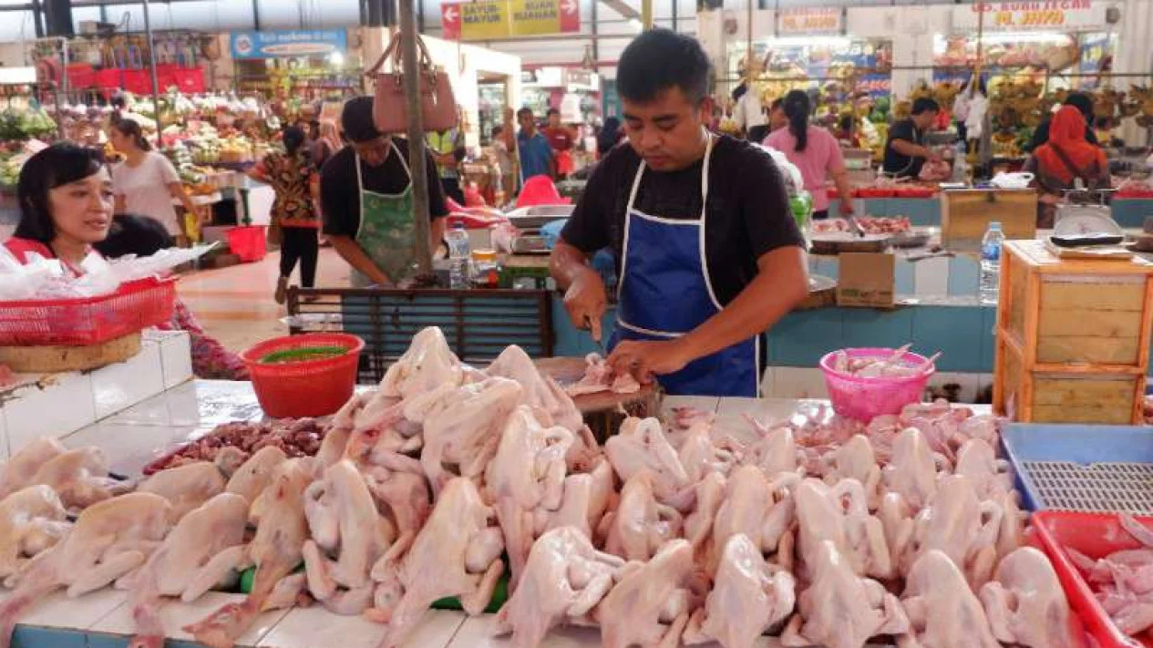 harga ayam